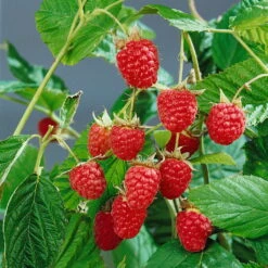 Herbsthimbeeren 'Heritage', 4er-Set, Topf Je 2 Liter