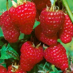 Herbsthimbeeren 'Zefa 3', 4er-Set, Topf Je 2 Liter