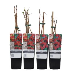 Herbsthimbeeren, 'Blissy® Autumn Bliss' + 'Heritage', 4er-Set, Topf Je 2 Liter -Garten Sicht Verkäufe 0480900203 Herbsthimbeeren Autumn Blis Heritage 4er Set Co 2 lt WEB 2 89622