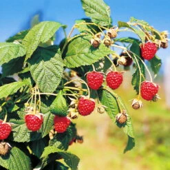 Herbsthimbeeren, 'Blissy® Autumn Bliss' + 'Heritage', 4er-Set, Topf Je 2 Liter -Garten Sicht Verkäufe 0480900203 Herbsthimbeeren Autumn Bliss Heritage 4er Set1 76452