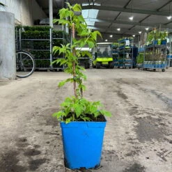 Gelbe Zwerghimbeere Lowberry® 'Goodasgold' , 5 L Topf -Garten Sicht Verkäufe 0480900237 zwerghimbeere goodasgold 1 124052