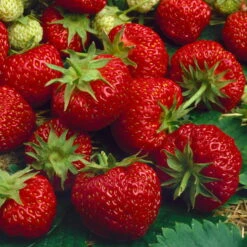 6er-Set Erdbeere Hummi® 'Merosa' öftertragend, Je Im 9 Cm Topf -Garten Sicht Verkäufe 0480910396 Hummi Merosa im 6er Set T92 neu 89653