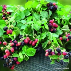 Stachellose Zwerg-Brombeere 'Coolaris® Patio Black', Topf 5 Liter