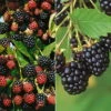 Brombeeren 'Navaho'® Arapaho(s) & 'Black Satin', 4er-Set, Topf Je 2 Liter