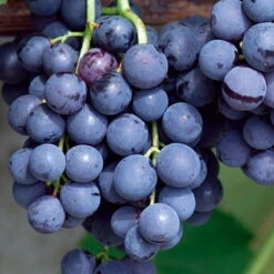 Garten Sicht Verkäufe -Garten Sicht Verkäufe 0480930216 KB Tafeltraube Venus Co2lt blau kernlos 1 126782