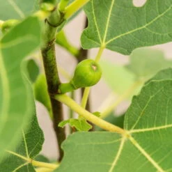 Feige 'Firoma'®, 2er-Set, Höhe 40-60 Cm, Topf 5 Liter -Garten Sicht Verkäufe 0480940150 Ficus carica Firoma 2er Set 1 99282 1