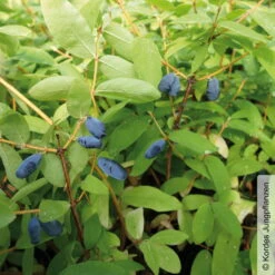 Sibirische Blaubeere, Lonicera Kamtschatika 'Balaleika®', Im Topf 5 Lt.