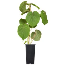 Grünfruchtige Kiwi 'Hayward', 2er-Set, Topf 15 Cm Ø -Garten Sicht Verkäufe 0480960140 0480960141 0480960142 Golden Kiwi Altas 87663