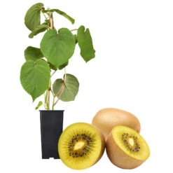 Gelbfruchtige Kiwi 'Golden Kiwi', 2er-Set, Topf 15 Cm Ø -Garten Sicht Verkäufe 0480960140 Golden Kiwi Set inkl Befruchtersorte neu 88604