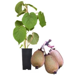 Grünfruchtige Kiwi 'Hayward', 2er-Set, Topf 15 Cm Ø -Garten Sicht Verkäufe 0480960141 Kiwi Hayward Set inkl Befruchtersorte neu 88605