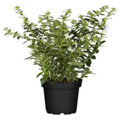 Japanische Scheinmyrte, 6er-Set, Cuphea Hyssopifolia, Weiß, Topf 11 Cm Ø -Garten Sicht Verkäufe 0610103452 Cuphea T11 weiss Set 3Stueck 74330