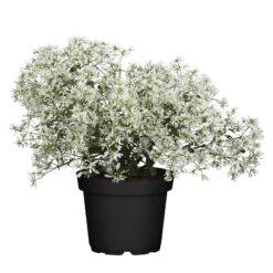 Silberregen Und Zauberschnee™ Silbrig& Weiß, Topf-Ø 12 Cm, 6er-Set -Garten Sicht Verkäufe 0610103455 Euphorbia T12 gefuellt Diamond Snow Set 3Stueck1 74336 1
