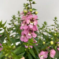Angelonia Rosa, Topf-Ø 12 Cm, 6er-Set -Garten Sicht Verkäufe 0610103602 Angelonia T12 rosa 6er Set WS 3 95673