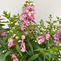 Angelonia Rosa, Topf-Ø 12 Cm, 6er-Set -Garten Sicht Verkäufe 0610103602 Angelonia T12 rosa 6er Set WS 4 95674