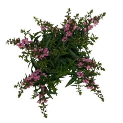 Angelonia Rosa, Topf-Ø 12 Cm, 6er-Set -Garten Sicht Verkäufe 0610103602 Angelonia T12 rosa 6er Set WS 5 95832