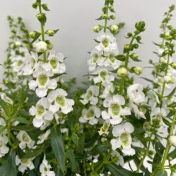 Angelonia Weiß, Topf-Ø 12 Cm, 6er-Set -Garten Sicht Verkäufe 0610103603 Angelonia T12 weiss 6er Set WS 4 95675