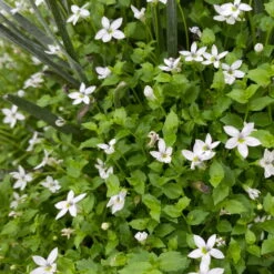 Craspedia & Isotoma Gelb & Weiß, Topf-Ø 23 Cm -Garten Sicht Verkäufe 0610103605 Craspedia mit Isotoma 1 114850