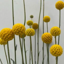 Craspedia & Isotoma Gelb & Weiß, Topf-Ø 23 Cm -Garten Sicht Verkäufe 0610103605 Craspedia mit Isotoma 2 114849