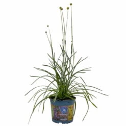 Craspedia Gelb, Topf-Ø 12 Cm, Höhe Ca. 25 Cm -Garten Sicht Verkäufe 0610103620 Craspedia Golf Beauty gelb 3er Set 1 114073