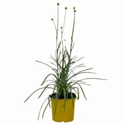 Craspedia Gelb, Topf-Ø 12 Cm, Höhe Ca. 25 Cm -Garten Sicht Verkäufe 0610103620 Craspedia Golf Beauty gelb 3er Set 4 114074