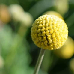 Craspedia Gelb, Topf-Ø 12 Cm, Höhe Ca. 25 Cm -Garten Sicht Verkäufe 0610103620 Craspedia Golf Beauty gelb H25 3er Set2 111411