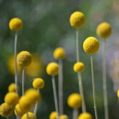 Craspedia Gelb, Topf-Ø 12 Cm, Höhe Ca. 25 Cm -Garten Sicht Verkäufe 0610103620 Craspedia Golf Beauty gelb H25 3er Set3 111410