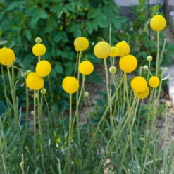 Craspedia Gelb, Topf-Ø 12 Cm, Höhe Ca. 25 Cm -Garten Sicht Verkäufe 0610103620 Craspedia Golf Beauty gelb H25 3er Set4 111409