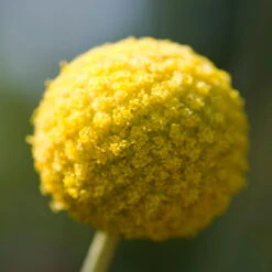 Craspedia Gelb, Topf-Ø 12 Cm, Höhe Ca. 25 Cm -Garten Sicht Verkäufe 0610103620 Craspedia Golf Beauty gelb H25 3er Set5 111408