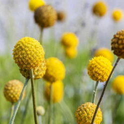 Craspedia Gelb, Topf-Ø 12 Cm, Höhe Ca. 25 Cm -Garten Sicht Verkäufe 0610103620 Craspedia Golf Beauty gelb H25 3er Set6 111407