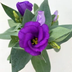 Lisianthus, Farben Zufällig, Topf-Ø 10,5 Cm, 8er-Set -Garten Sicht Verkäufe 0610103641 0610103642 Lisianthus blau 6er Set 11 111923