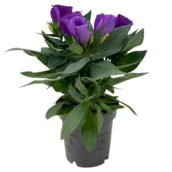 Lisianthus, Farben Zufällig, Topf-Ø 10,5 Cm, 8er-Set -Garten Sicht Verkäufe 0610103641 0610103642 Lisianthus blau 6er Set 4 111934