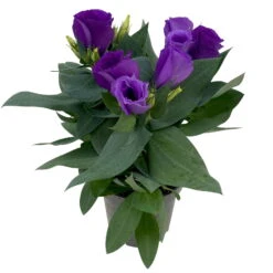 Lisianthus, Farben Zufällig, Topf-Ø 10,5 Cm, 8er-Set -Garten Sicht Verkäufe 0610103641 0610103642 Lisianthus blau 6er Set 6 111935