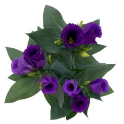 Lisianthus, Farben Zufällig, Topf-Ø 10,5 Cm, 8er-Set -Garten Sicht Verkäufe 0610103641 0610103642 Lisianthus blau 6er Set 7 111936