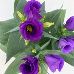 Lisianthus, Farben Zufällig, Topf-Ø 10,5 Cm, 8er-Set -Garten Sicht Verkäufe 0610103641 0610103642 Lisianthus blau 6er Set 9 111922