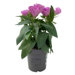 Lisianthus, Farben Zufällig, Topf-Ø 10,5 Cm, 8er-Set -Garten Sicht Verkäufe 0610103641 0610103643 Lisianthus rosa 6er Set 1 111937