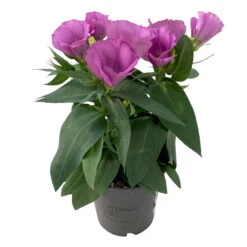 Lisianthus, Farben Zufällig, Topf-Ø 10,5 Cm, 8er-Set -Garten Sicht Verkäufe 0610103641 0610103643 Lisianthus rosa 6er Set 2 111938