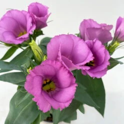 Lisianthus, Farben Zufällig, Topf-Ø 10,5 Cm, 8er-Set -Garten Sicht Verkäufe 0610103641 0610103643 Lisianthus rosa 6er Set 3 111924