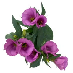 Lisianthus Rosa, Topf-Ø 10,5 Cm, 8er-Set -Garten Sicht Verkäufe 0610103641 0610103643 Lisianthus rosa 6er Set 4 111939 1