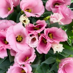 Lisianthus Rosa, Topf-Ø 10,5 Cm, 8er-Set -Garten Sicht Verkäufe 0610103643 Lisianthus rosa 8er Set 10 114020