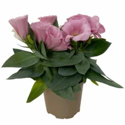 Lisianthus Rosa, Topf-Ø 10,5 Cm, 8er-Set -Garten Sicht Verkäufe 0610103643 Lisianthus rosa 8er Set 2 114076