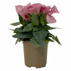 Lisianthus Rosa, Topf-Ø 10,5 Cm, 8er-Set -Garten Sicht Verkäufe 0610103643 Lisianthus rosa 8er Set 3 114075