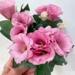 Lisianthus Rosa, Topf-Ø 10,5 Cm, 8er-Set -Garten Sicht Verkäufe 0610103643 Lisianthus rosa 8er Set 7 114021
