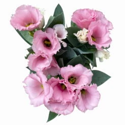 Lisianthus Rosa, Topf-Ø 10,5 Cm, 8er-Set -Garten Sicht Verkäufe 0610103643 Lisianthus rosa 8er Set 8 114077