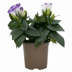 Lisianthus, Farben Zufällig, Topf-Ø 10,5 Cm, 8er-Set -Garten Sicht Verkäufe 0610103651 Lisianthus weiss 8er Set 2 113846
