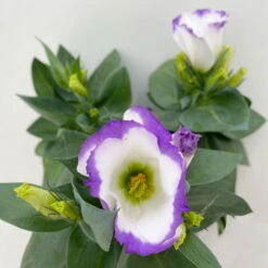 Lisianthus, Farben Zufällig, Topf-Ø 10,5 Cm, 8er-Set -Garten Sicht Verkäufe 0610103651 Lisianthus weiss 8er Set 3 113840