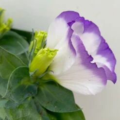 Lisianthus, Farben Zufällig, Topf-Ø 10,5 Cm, 8er-Set -Garten Sicht Verkäufe 0610103651 Lisianthus weiss 8er Set 4 113841