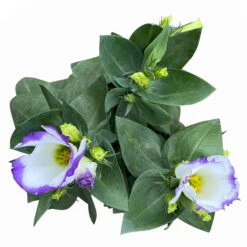 Lisianthus, Farben Zufällig, Topf-Ø 10,5 Cm, 8er-Set -Garten Sicht Verkäufe 0610103651 Lisianthus weiss 8er Set 6 113847
