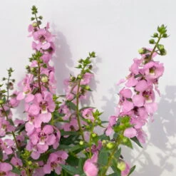 Angelonia Rosa, Topf-Ø 12 Cm, 6er-Set -Garten Sicht Verkäufe 0610103666 Angelonia T12 rosa 6er Set 4 1 125758