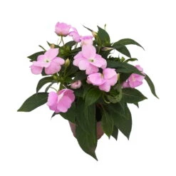 Edellieschen Flieder, Topf -Ø 12 Cm, 6er-Set -Garten Sicht Verkäufe 0610110038 Impatiens NG flieder 1 88496