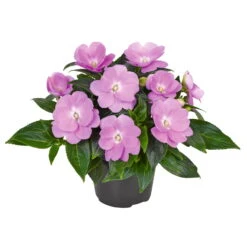 Edellieschen Flieder, Topf -Ø 12 Cm, 6er-Set -Garten Sicht Verkäufe 0610110038 Impatiens T12 13 flieder Set 6Stueck1 74428